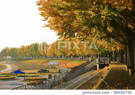 秋天的風景，銀杏樹路 96680780