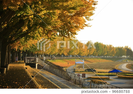 Autumn scenery, ginkgo tree road 96680788