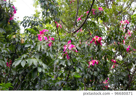 Blossom pink flower of silk floss tree chorisia 96680871