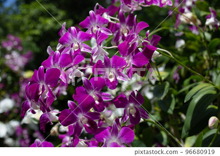 Beautiful purple orchid flower in the garden Beautiful purple orchid flower in the garden 96680919