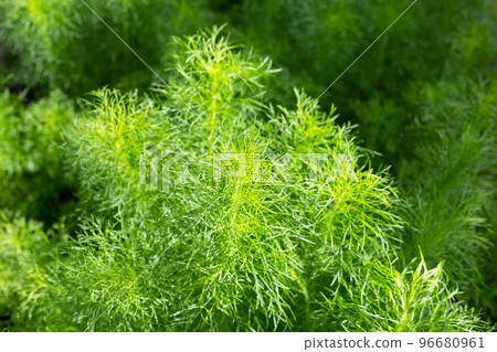 Dog fennel (Eupatorium capillifolium) in the garden 96680961