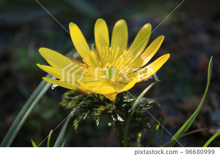 Yellow Boots in Ome Cloud Kurihira Village Yellow Boots in Ome Cloud Kurihira Village 96680999