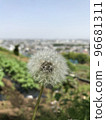 dandelion fluff about to fly high 96681311