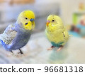 Sekisei Parakeet Mel 96681318