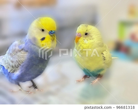 Sekisei Parakeet Mel 96681318