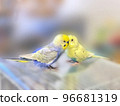 Sekisei Parakeet Mel 96681319