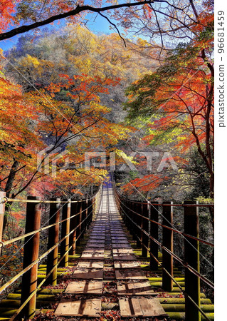 Hananuki Valley Shiomi Falls Suspension Bridge in autumn leaves 96681459