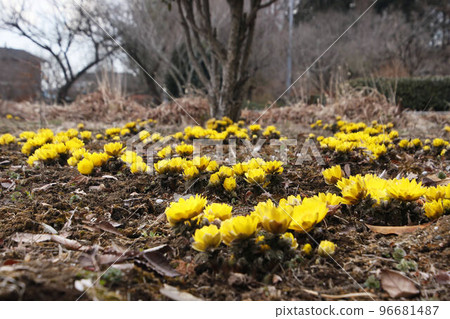 Adonis ramosa blooming in Koraigo 96681487