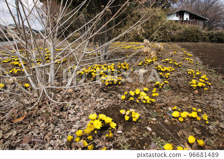盛開在 Koraigo 的 Adonis ramosa 盛開在 Koraigo 的 Adonis ramosa 96681489