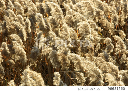 秋天的風景，我想走的路 96681560