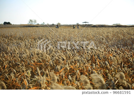 Autumn scenery, the road I want to walk 96681591