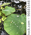 Lotus in a tiny pond 96681648