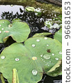 Lotus in a tiny pond 96681653