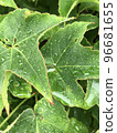 Leaf of Rainy Day 96681655