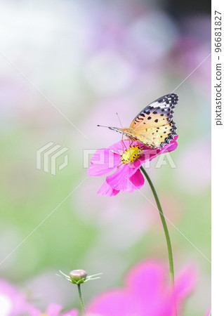 Cosmos (autumn image) 96681827
