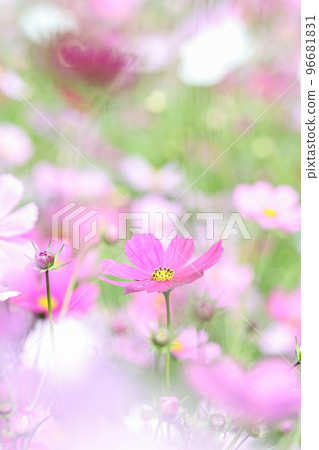 Cosmos (autumn image) 96681831