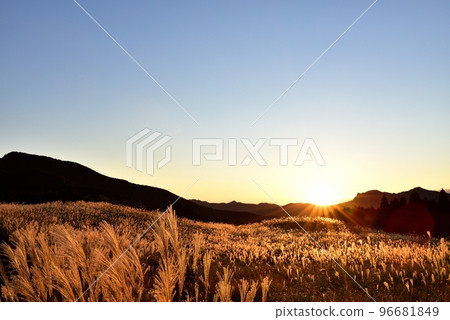 Soni Highland, golden pampas grass 96681849