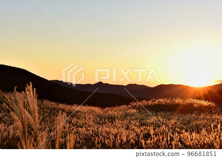 Soni Highland, golden pampas grass 96681851