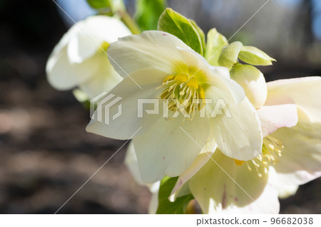 聖誕玫瑰鮮花 96682038