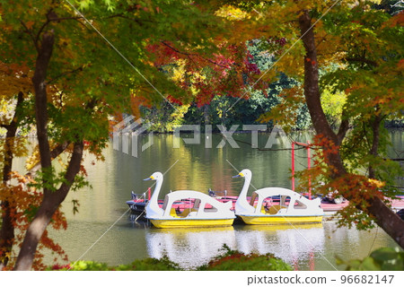 Autumn leaves of Lake Kameyama, Kimitsu City, Chiba Prefecture 96682147