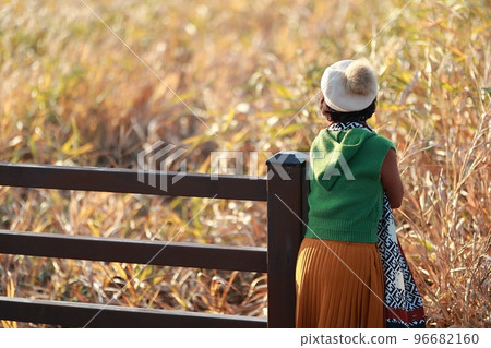 Beautiful autumn scenery, reed field road 96682160
