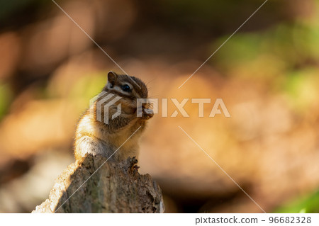 Ezo chipmunk grooming in the fiery late autumn morning sun Ezo chipmunk grooming in the fiery late autumn morning sun 96682328
