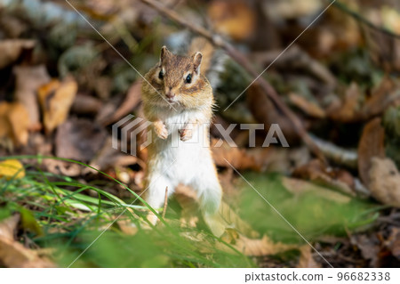 Ezo chipmunk standing among dead leaves in late autumn and looking around Ezo chipmunk standing among dead leaves in late autumn and looking around 96682338