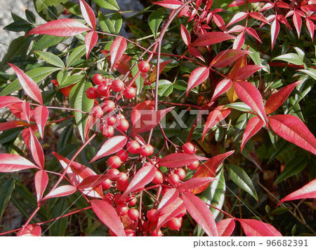京都美山茅吹之鄉的南天竹果實 京都美山茅吹之鄉的南天竹果實 96682391