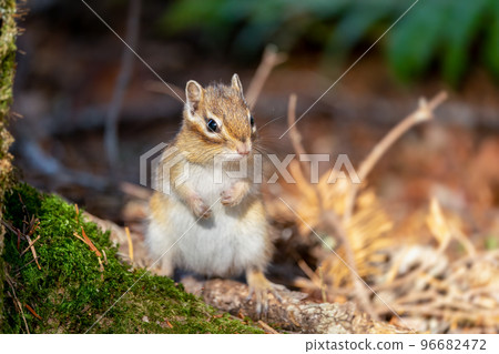 Ezo 花栗鼠站在一棵苔蘚覆蓋的倒下的樹上,在深秋的早晨陽光下 Ezo 花栗鼠站在一棵苔蘚覆蓋的倒下的樹上,在深秋的早晨陽光下 96682472