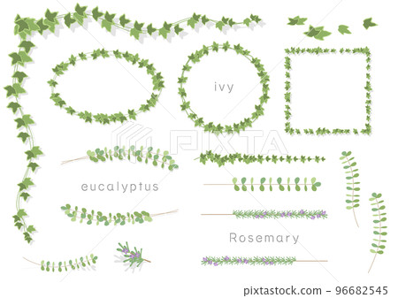 常春藤和樹葉(常春藤、桉樹、迷迭香)矢量插圖的框架集 常春藤和樹葉(常春藤、桉樹、迷迭香)矢量插圖的框架集 96682545