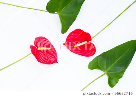 Flamingo flower or pigtail anthurium 96682716