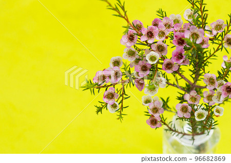Pink white waxflower on green background. 96682869