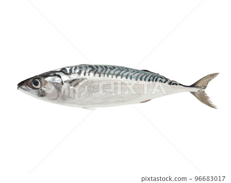 mackerel 96683017
