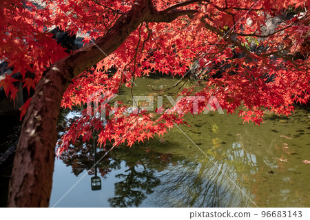 Take a stroll through the beautiful autumnal park Biwako Bunka Park Yusho no Niwa, Otsu City, Shiga Prefecture Take a stroll through the beautiful autumnal park Biwako Bunka Park Yusho no Niwa, Otsu City, Shiga Prefecture 96683143