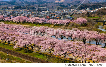 Ogawara Town's 1,000 cherry trees at a glance Ogawara Town's 1,000 cherry trees at a glance 96683288