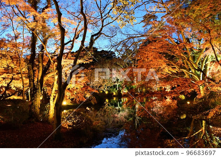 京都府植物園紅葉點燈 96683697