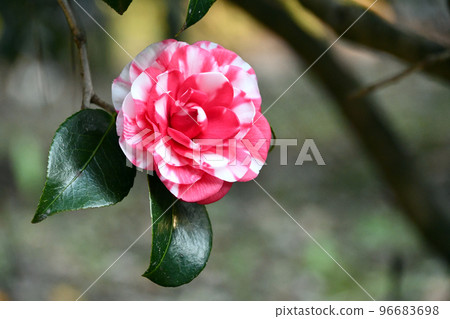 山茶花《菊花冬至》 96683698