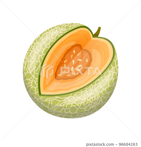 melon cantaloupe cartoon vector illustration 96684263