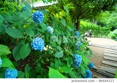 [Bicchu Ichinomiya] Hydrangea flowers blooming in Kibitsu Shrine's hydrangea garden 2 Kita Ward, Okayama City, Okayama Prefecture 96684321