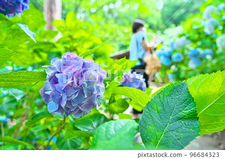 [Bicchu Ichinomiya] Hydrangea flowers blooming in Kibitsu Shrine's hydrangea garden 3 Kita Ward, Okayama City, Okayama Prefecture 96684323