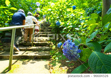 [備中一宮] 岡山縣岡山市北區 4 吉備津神社繡球花花園中盛開的繡球花 96684326