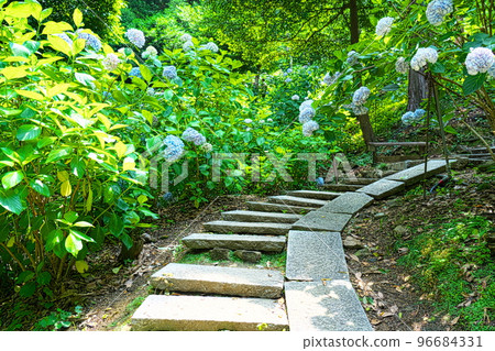 [備中一宮] 岡山縣岡山市北區吉備津神社繡球花花園 8 號盛開的繡球花 96684331