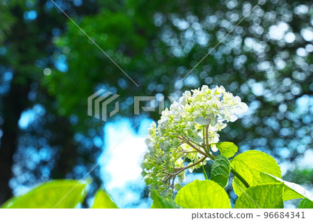 [Bicchu Ichinomiya] Hydrangea flowers blooming in Kibitsu Shrine's hydrangea garden 12 Kita Ward, Okayama City, Okayama Prefecture 96684341
