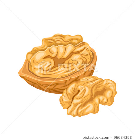 walnut kernel cartoon vector illustration walnut kernel cartoon vector illustration 96684398