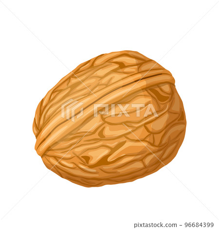 walnut nut cartoon vector illustration 96684399