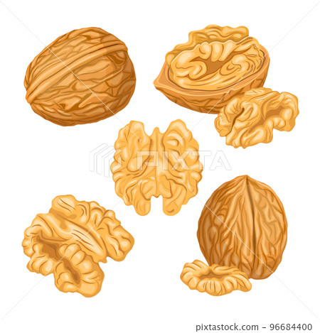 walnut nut kernel set cartoon vector illustration walnut nut kernel set cartoon vector illustration 96684400