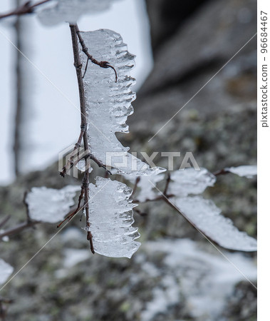 Branches frozen in strangely shaped ice due to the wind on Demerdzhi mountain slope in spring. Crimea 96684467