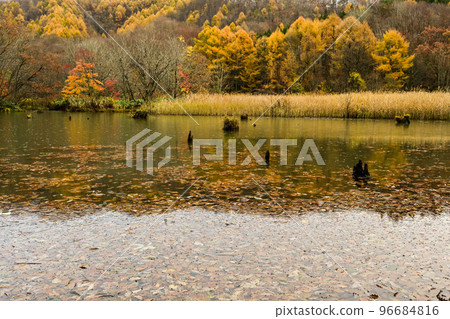 Osawa Marsh in late autumn with light rain Osawa Marsh in late autumn with light rain 96684816