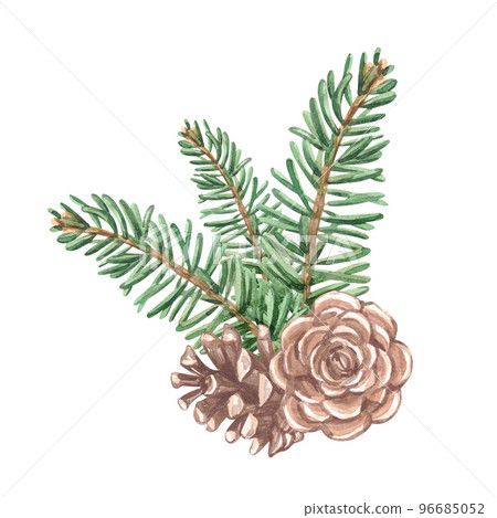 Watercolor winter fir branch the cone 96685052