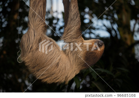 神戶動物王國的封面遊戲 96685108